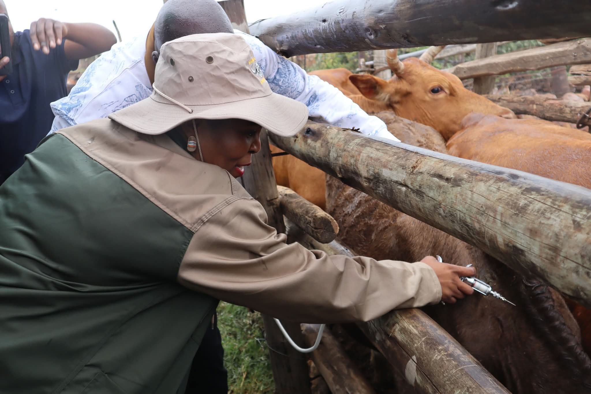 Mass FMD Vaccination Drive Begins