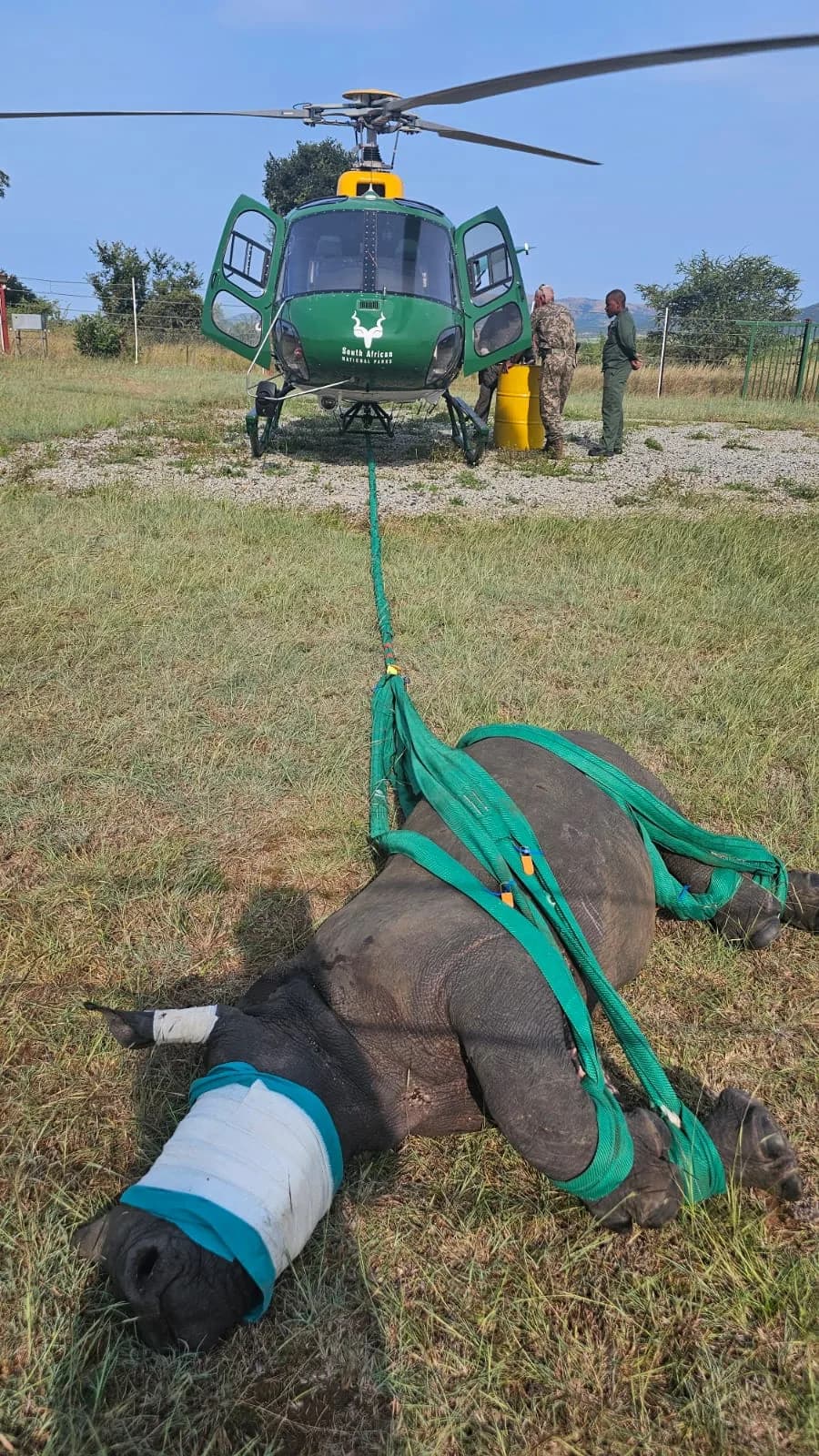 Rhino calves rescued near Malelane